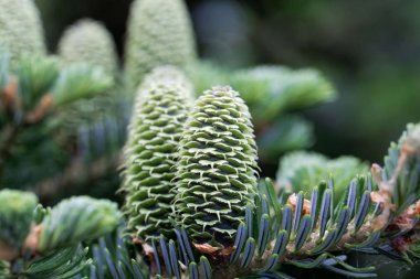 Bir Fraser köknar konileri (Abies fraseri)