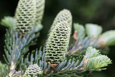 Bir Fraser köknar konileri (Abies fraseri)