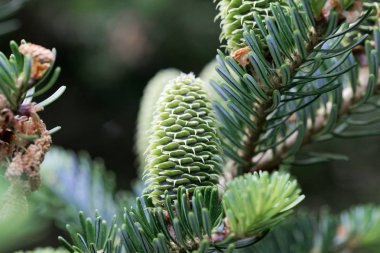 Bir Fraser köknar konileri (Abies fraseri)