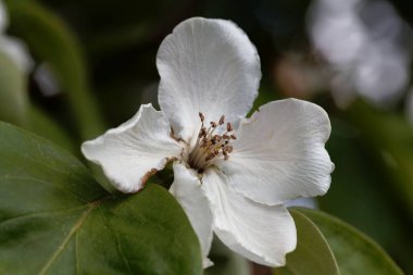 Ayva ağacının çiçeği