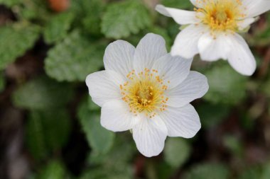 Bir dağ avens Çiçek (Dryas octopetala)