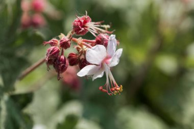 Bigroot sardunya (Sardunya macrorrhizum)