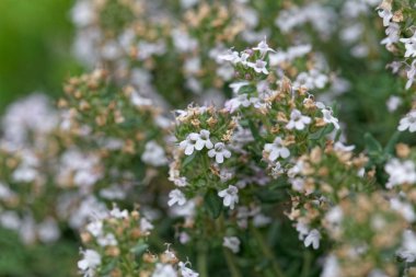 ortak kekik (thymus vulgaris)