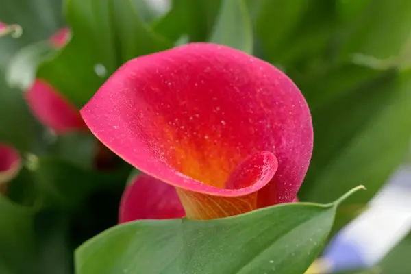 Calla roja (Zantedeschia aethiopica ) —  Fotos de Stock