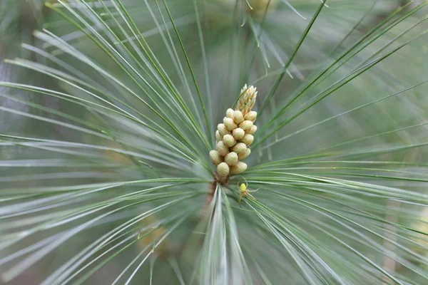 Flores de um pinheiro branco (Pinus strobus ) — Fotografia de Stock