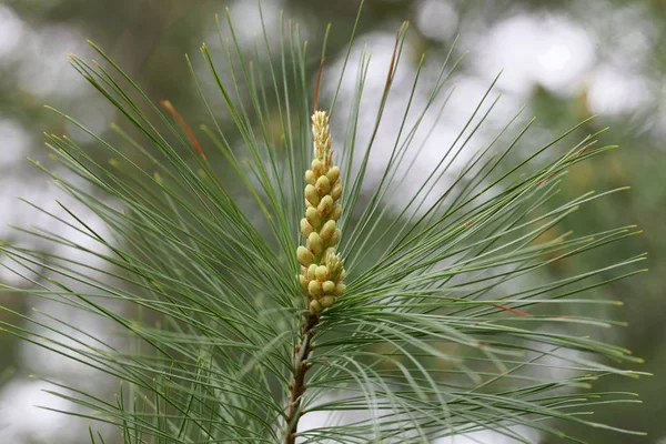 Flores de um pinheiro branco (Pinus strobus ) — Fotografia de Stock