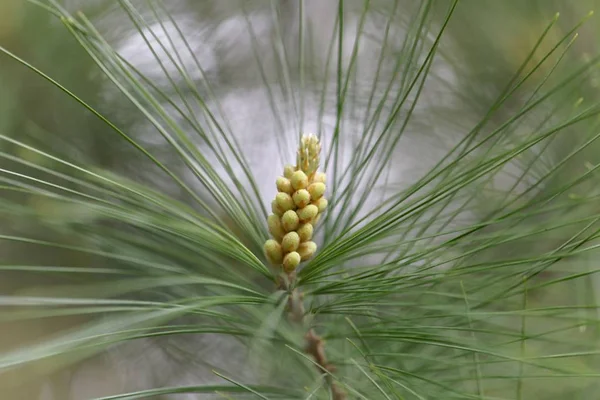 Flores de um pinheiro branco (Pinus strobus ) — Fotografia de Stock