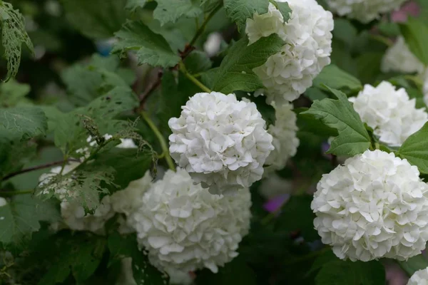 Süs guelder-gül (Viburnum opulus)