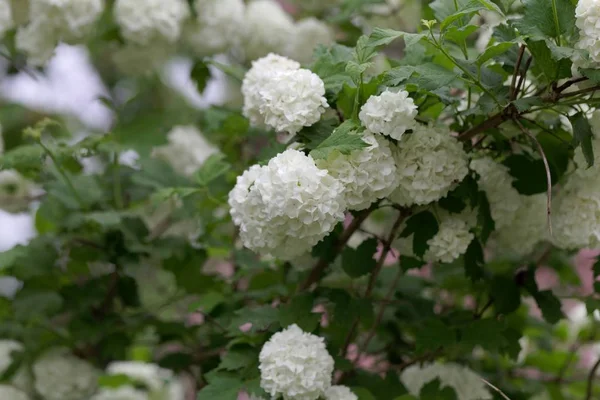 Ozdobná růžově růžová (Viburnum Kalina) — Stock fotografie