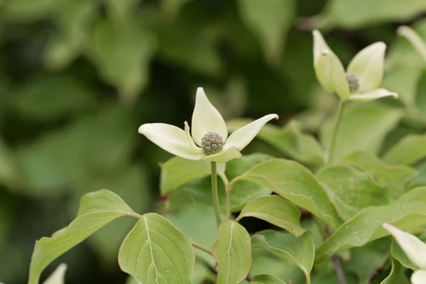 Flor de un cornejo coreano (Cornus kousa ) — Foto de Stock