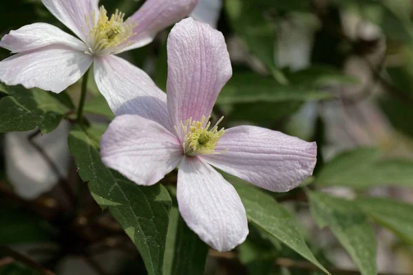 Горный клематис (Clematis montana ) — стоковое фото