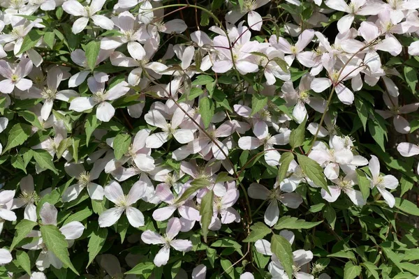 Fjäll klematis (Clematis Montana) — Stockfoto