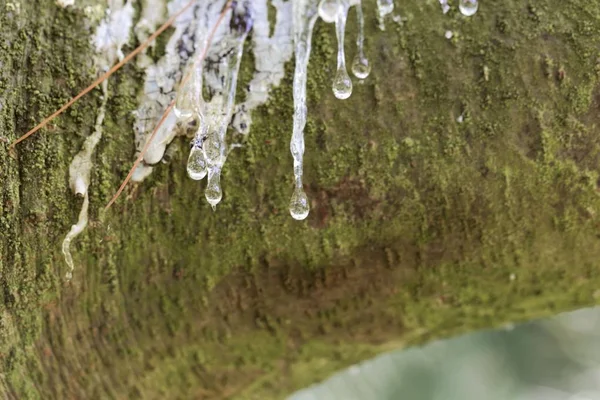 Drops of resin on the bark of an eastern white pine — Stock Photo, Image