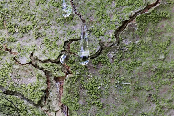 Drops of resin on the bark of an eastern white pine — Stock Photo, Image