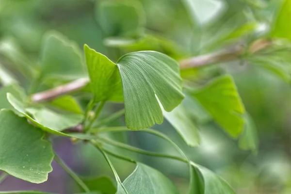 Las hojas del árbol del ginkgo — Foto de Stock