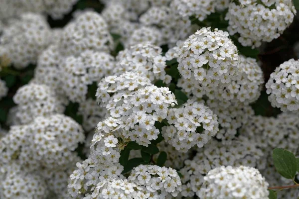 Fleurs de Spiraea vanhouttei — Photo