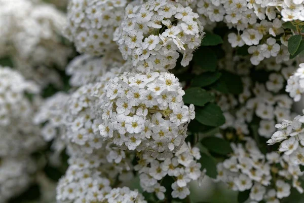スピラエア・ヴァンホウテイの花 — ストック写真