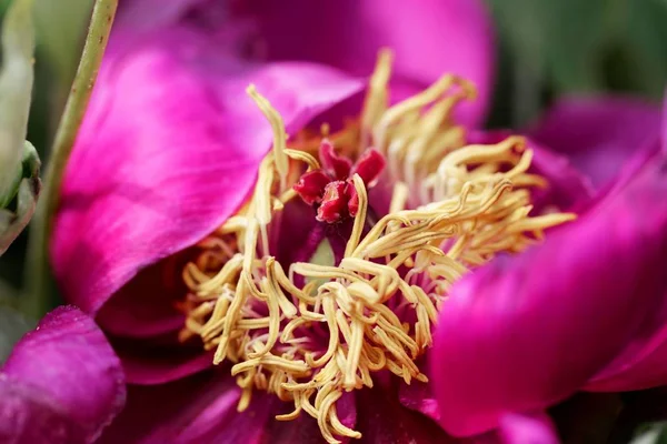 Szczegół poeny kwiat — Zdjęcie stockowe