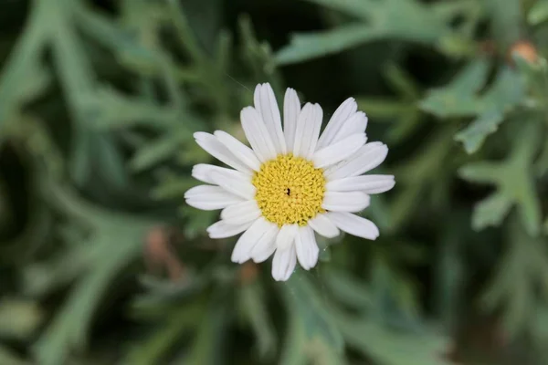 Margeritenblümchen (Argyranthemum frutescens)) — Stockfoto