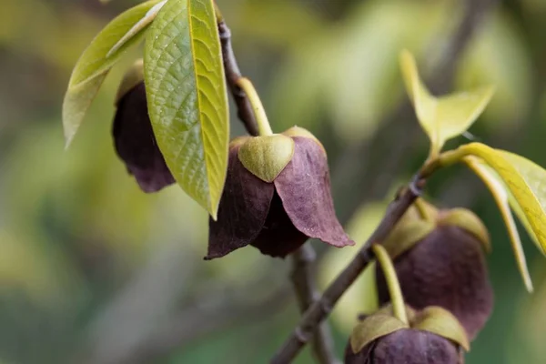 Papaw ağacının çiçeği