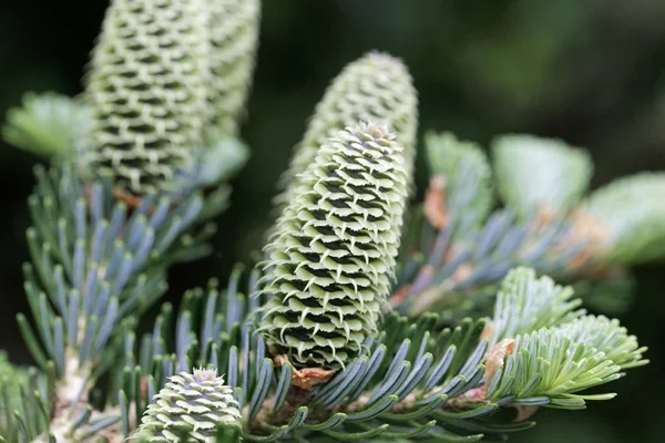 Zapfen einer Fraser-Tanne (abies fraseri) — Stockfoto