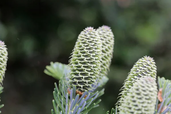 Zapfen einer Fraser-Tanne (abies fraseri) — Stockfoto