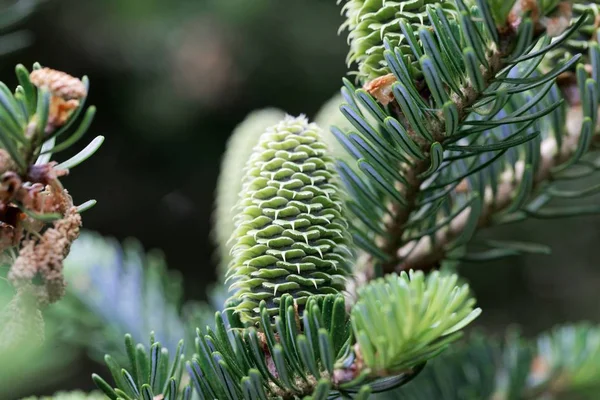 Bir Fraser köknar konileri (Abies fraseri)
