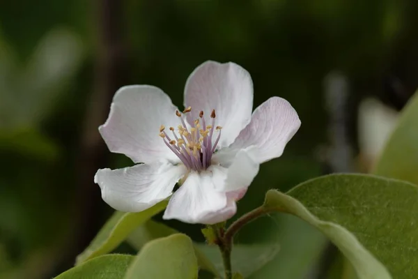 Blume eines Quittenbaumes — Stockfoto