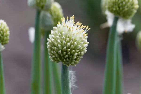 Flor de uma cebola galesa — Fotografia de Stock