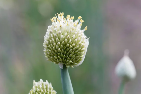 Fleur d'un oignon gallois — Photo