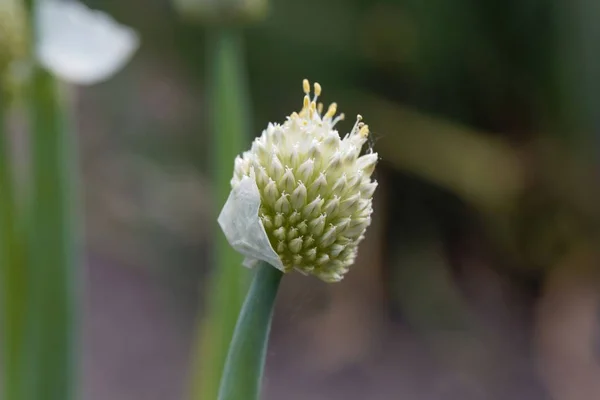 Flower of a Welsh onion — Stock Photo, Image