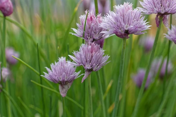 Fiocchi di erba cipollina (Allium schoenoprasum ) — Foto Stock