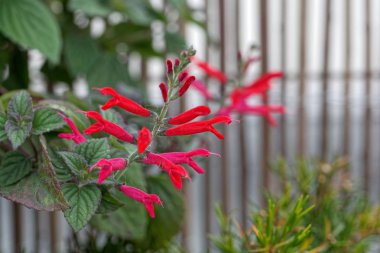 Ananas adaçayı veya mandalina adaçayı çiçekleri (Salvia elegans)
