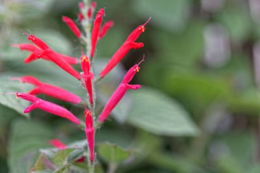 Ananas adaçayı veya mandalina adaçayı çiçekleri (Salvia elegans)