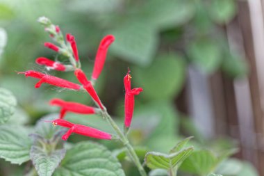 Ananas adaçayı veya mandalina adaçayı çiçekleri (Salvia elegans)