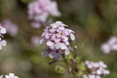 Farsça taş teresi (Aethionema grandiflorum)