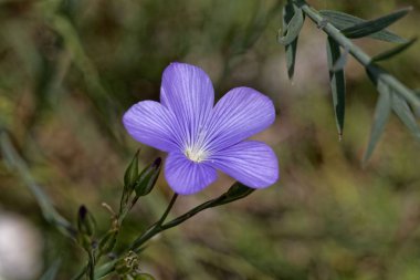 Asya Keten (Linum austriacum)