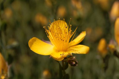 Çiçek St John's-wort Hypericum poligonifolium