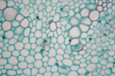 Genç bir geniş fasulye buhar hücreleri (Vicia faba).