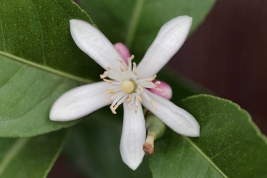 Limon ağacı çiçeği (Narenciye limon)
