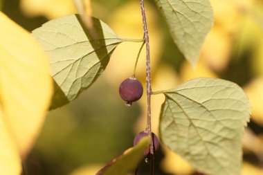 Bir Avrupa ısırgan ağacının meyvesi (Keltis australis)