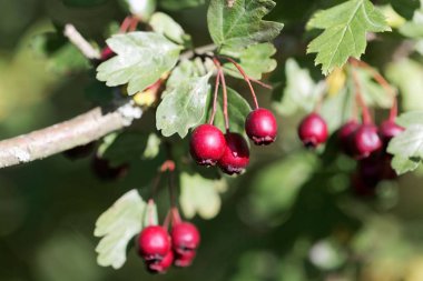 Böğürtlenler ortak bir alıç (Crataegus monogyna)