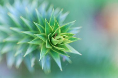 Bir maymun bulmaca ağacının yaprakları (Araucaria araucana)
