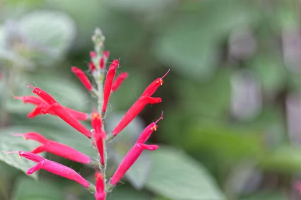 Kwiaty szałwii lub szałwii mandarynki (Salvia elegans) — Zdjęcie stockowe