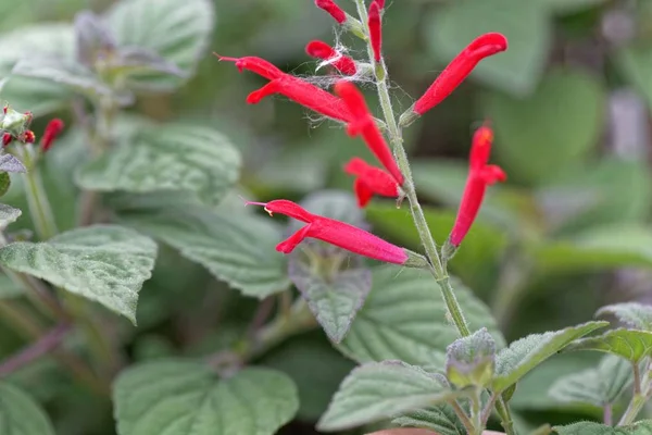 Fiori di salvia di ananas o di salvia mandarina (Salvia elegans ) — Foto Stock