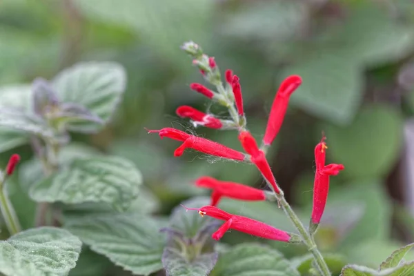 Flores de salva de abacaxi ou salva de tangerina (Salvia elegans ) — Fotografia de Stock