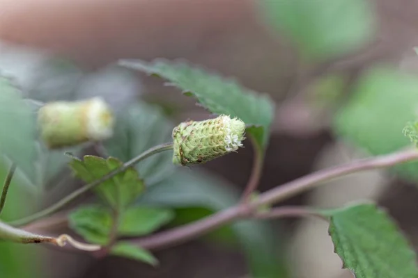 Fleur d'une herbe douce aztèque (Lippia dulcis ) — Photo