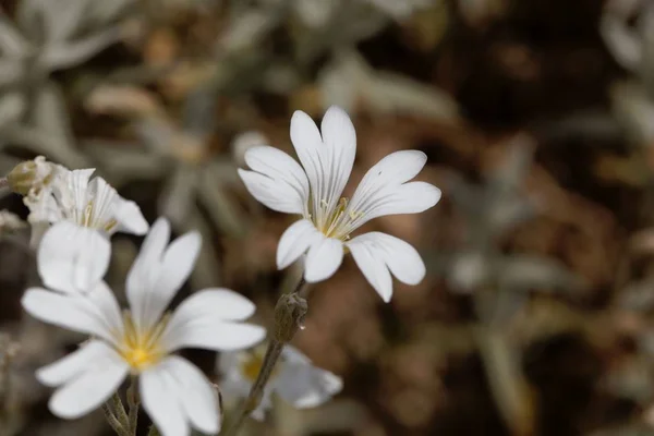 Flower of the mouse-ear chickweed Cerastium candidissimum — Stock Photo, Image