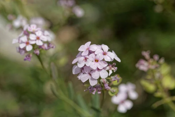 Perzsa stonecress (Aethionema grandiflorum) — Stock Fotó