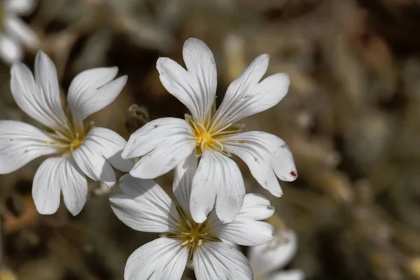 Flower of the mouse-ear chickweed Cerastium candidissimum — Stock Photo, Image